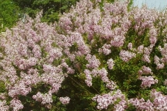 protolaciniata
