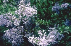 protolaciniata_BP