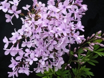protolaciniata_LNT