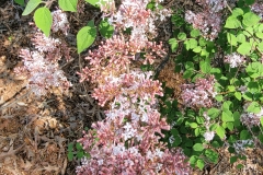 pubescens microphylla