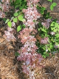 Pubescens_microphylla_potanini_20210420_USNA_MLD_2
