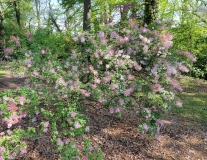 Pubescens_microphylla_potanini_20210420_USNA_MLD_3