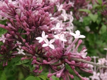 pubescens_microphylla_200105_HP_BB_1