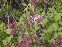 pubescens_microphylla_2003_HP_MM__DM_1