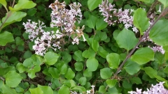 pubescens_microphylla_201705_DA_MLD_3