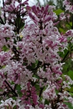pubescens_microphylla_20200520_DA_MLD_3
