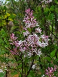 pubescens_microphylla_20200520_DA_MLD_4