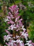 pubescens_microphylla_20200520_DA_MLD_5