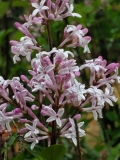 pubescens_microphylla_20200520_DA_MLD_6