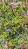 pubescens_microphylla_20210427_BLBG_MLD_1