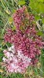 pubescens_microphylla_20210427_BLBG_MLD_2