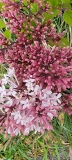pubescens_microphylla_20210427_BLBG_MLD_3