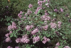 pubescens_microphylla_julianae_RBG_CH