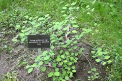 pubescens_microphylla_potaninii_2004_CH_1