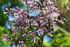 pubescens patula