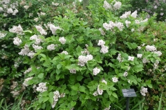 pubescens pubescens