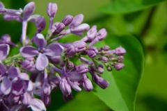 Purple Gem
