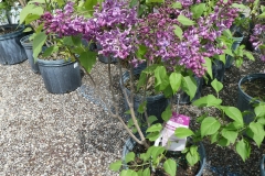 Purple Glory