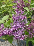 Purple_Glory_20180507_LL_MLD_2