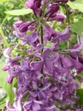 Purple_Glory_20180507_LL_MLD_3