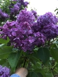 Purple_Glory_20200530_CV_CPD