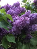 Purple_Glory_20200531_CVNY_CPD