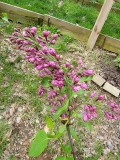 Purple_Glory_20220503_MLD_MLD