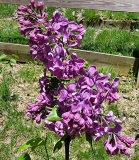 Purple_Glory_20220509_MLD_MLD_1