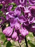 Purple_Glory_20220509_MLD_MLD_2
