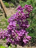 Purple_Glory_20220509_MLD_MLD_3