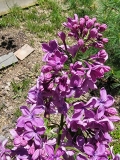 Purple_Glory_20220509_MLD_MLD_4