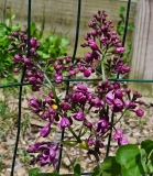 Purple_Glory_20240419_MLD_MLD