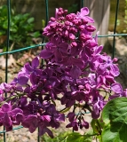 Purple_Glory_20240427_MLD_MLD