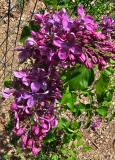 Purple_Glory_20240427_MLD_MLD_2