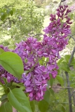 Purple_Glory_BP__MW_1