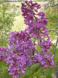 Purple_Glory_BP__MW_2