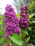 Purple_Glory_Karl_Hoffman_2020_NZ_BL
