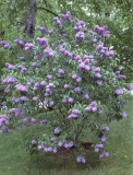 Purple_Glory_RBG_CH