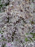 Purple_Haze_201005_SM_BB_2