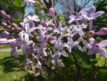Purple_Haze_20180501_MAA_MLD_1