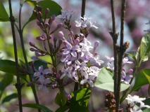 Purple_Haze_20180501_MAA_MLD_3