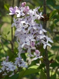 Purple_Haze_20180501_MAA_MLD_4