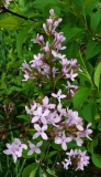 Purple_Haze_20200430_MLD_MLD_2