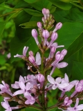 Purple_Haze_20200430_MLD_MLD_3
