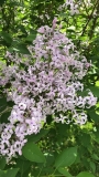 Purple_Haze_20200530_MP_KA