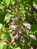 Purple_Haze_20210426_MLD_MLD