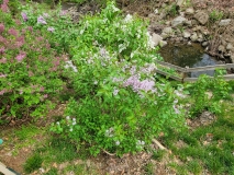 Purple_Haze_20220503_MLD_MLD_1
