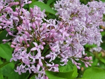 Purple_Haze_20220503_MLD_MLD_2