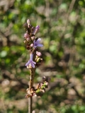 Purple_Haze_20230413_MLD_MLD