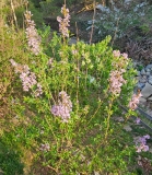 Purple_Haze_20230415_MLD_MLD